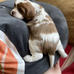 Cavalier King Charles Spaniel and Cavapoo Puppies from Larisa's Cavaliers