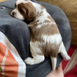 Cavalier King Charles Spaniel and Cavapoo Puppies from Larisa's Cavaliers