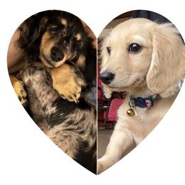 Dachshund puppies from Texoma Doxies