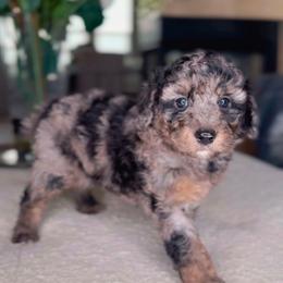 Onyx - Merle male Bernedoodle puppy in West Jordan, Utah from Doodles Friend