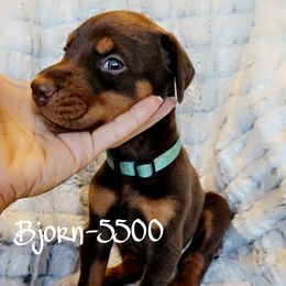 Bjorn - Red and rust male Doberman Pinscher puppy in Aurora, Indiana from Double-Take Doberman Kennels