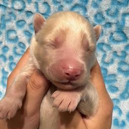 AKC Sander - Sable and white male Siberian Husky puppy in Centreville, Maryland from Huskies By the Bay