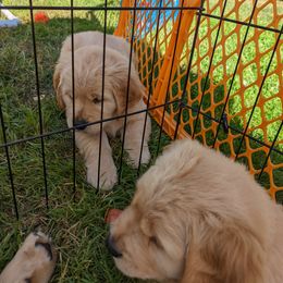 Golden Retriever Puppies from Sola Mae's Goldens