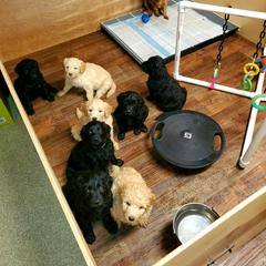 Double Doodle and Goldendoodle Puppies from Bert's Doodles