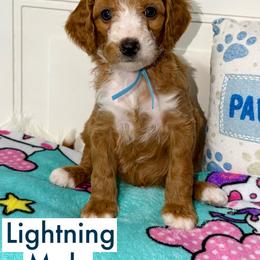 Lightning - Red  male Goldendoodle puppy in Beecher, Illinois from Erica’s Doodles