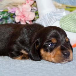 Vance - Black and tan male Dachshund puppy in Bellville, Ohio from JK Mini Doxies