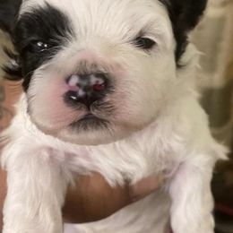 Shihpoos and Yorkshire Terriers from Triceadorablepups