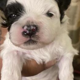 Shihpoos and Yorkshire Terriers from Triceadorablepups