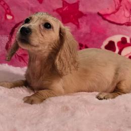 Sapphire's tiny cream girl - Cream female Dachshund puppy in Wheatfield, Indiana from Wines Wienery