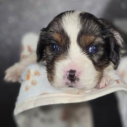 Cobbler - Blue male Companion Cross puppy in Decatur, Illinois from Petite Pups