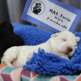 Lagotto Romagnolo Puppies from Royal and Loyal Lagotto Romagnolo