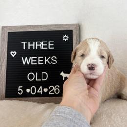 Nigel - Yellow and white male Bernedoodle puppy in Sparrows Point, Maryland from Rosie’s Puppies