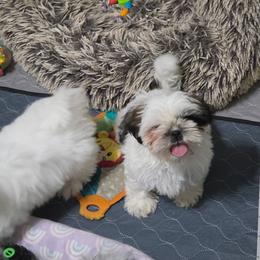 Girl 2 - Gold and white female Shih Tzu puppy in Owensboro, Kentucky from AKA Shih Tzu