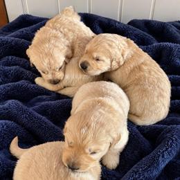 Male 6 - Light golden male Golden Retriever puppy in Rainier, Washington from Hanson’s NW Goldens & Doodles
