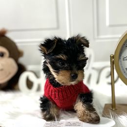 Boy 2 - Yorkshire Terrier puppy from Yorkshire Terriers