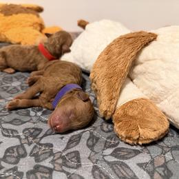 Kyli - Red  female Goldendoodle puppy in Winter Springs, Florida from Lucky Heart TeddyBear Goldendoodles