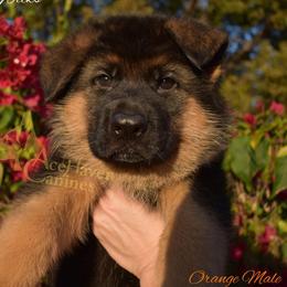 Orange Collar - Black and red male German Shepherd puppy in Orlando, Florida from AceHaven Canines