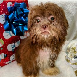 Boots - Liver and white male Shih Tzu puppy in Ocala, Florida from Mimi's Shih-tzus of Ocala
