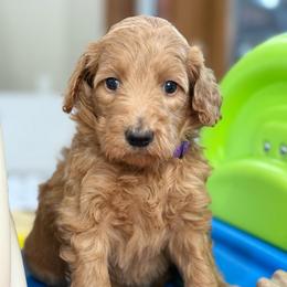 Pandora - Apricot female Goldendoodle puppy in Yuciapa, California from AlltheDoodlez_