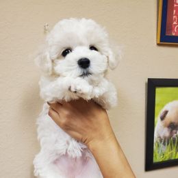 Baby Red - White and buff female Bichon Frise puppy in Cape Coral, Florida from Arralaine Pups