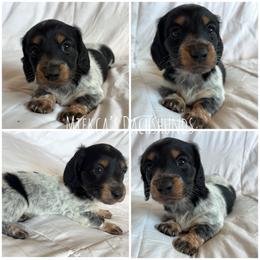 Mario - Piebald male Dachshund puppy in Orem, Utah from Miekca’s Dachshunds