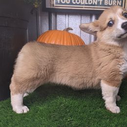 "Jewel female " Basset Hound and Pembroke Welsh Corgi Puppies from 4 Sail Quarter Horses and Corgis