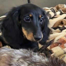 Jasmine 2,900 - Black and tan female Dachshund puppy in Tonopah, Arizona from Desert Diamond Dachshunds