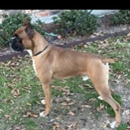 Rock - Boxer