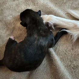 Boy 2 - Silken Windhound puppy in Punta Gorda, Florida from Sunkissed Silken Windhounds