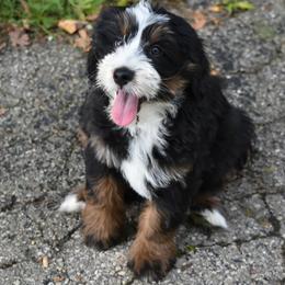 Light blue girl - Tri-color female Bernedoodle puppy in Waukesha, Wisconsin from Bernedoodle Boutique (and Cavapoos)