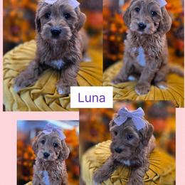 Luna - Red  female Goldendoodle puppy in Decatur, Tennessee from Diamond's Doodles