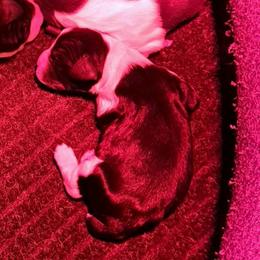 Boy 2 - Black and white male English Springer Spaniel puppy in Illinois from Gentry Springers