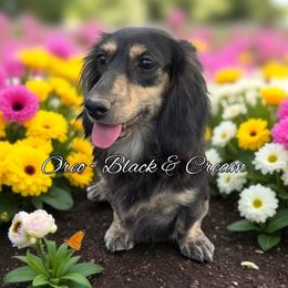 Oreo - Dachshund
