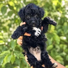 Cinderella - Black female Poodle puppy in Aurora, Colorado from Miroslava's Puppies
