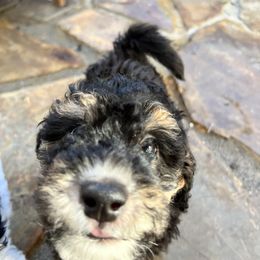 Bernedoodle Puppies from Dilly Dally Doodles