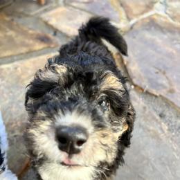 Bernedoodle Puppies from Dilly Dally Doodles