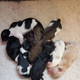 Australian Labradoodle and Poodle Puppies from Oodles of Doodles and some Poodles