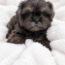 Slater - Blue male Shih Tzu puppy in Tallahassee, Florida from Bows and Bow Ties