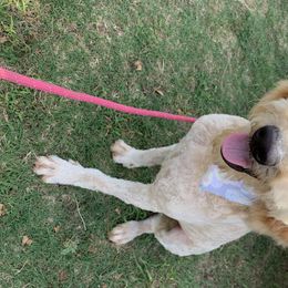 Bailey - Goldendoodle