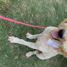 Bailey - Goldendoodle
