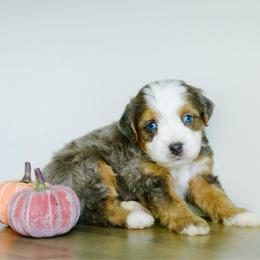 Scout - male Australian Mountain Doodle puppy in Spanish Fork, Utah from K Brand Doodles
