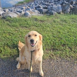 Tinkerbell - Golden Retriever
