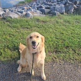 Tinkerbell - Golden Retriever