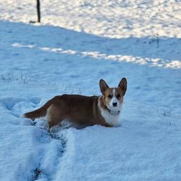 Pembroke Welsh Corgi puppies from Salted Rim Corgis