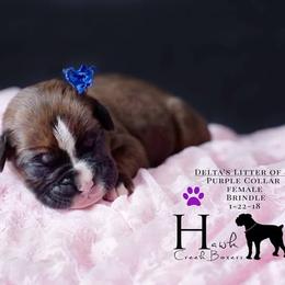 Boxer Puppies from Hawk Creek Boxers