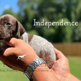Independence - female German Shorthaired Pointer puppy in Six Mile, South Carolina from The Proper Pointer Co.