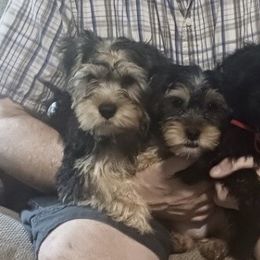 Assorted Doodle Crosses, Double Doodle, Maltipoo, Morkie, and Yorkipoo Puppies from Danza Bolo