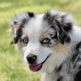 Australian Shepherds, Bullmastiffs, Miniature Australian Shepherds, and Toy Australian Shepherds from Rustic Lace