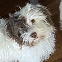 Emma - Havanese