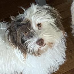 Emma - Havanese